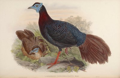 Lobiophasis castaneicaudatus = Lophura bulweri by John Gould